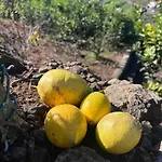 Apartman Lucky Lemons - Boutique Madeira
