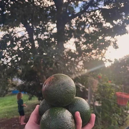 Lägenhet Lucky Lemons - Boutique Madeira