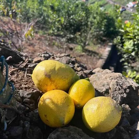 Lejlighed Lucky Lemons - Boutique Madeira