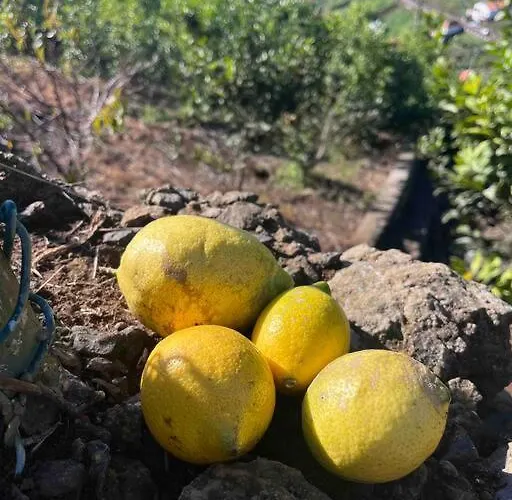 Appartamento Lucky Lemons - Boutique Madeira